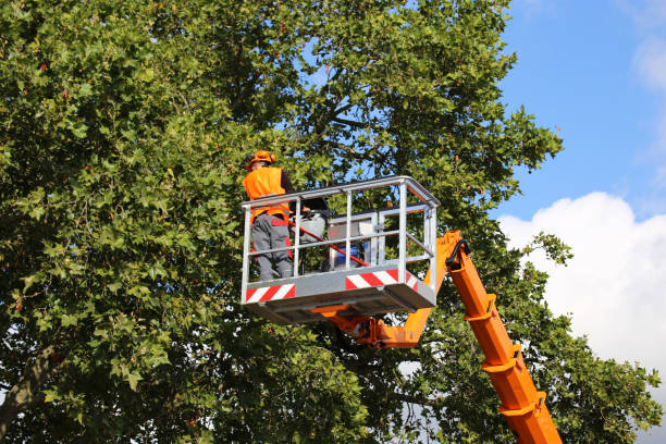 Best Storm Damage Tree Cleanup  in Blacksburg, VA