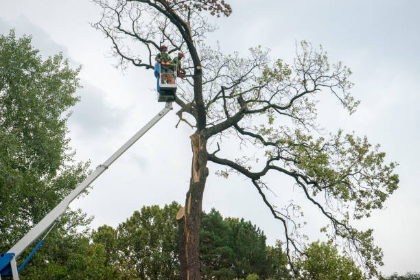 Best Tree Risk Assessment  in Blacksburg, VA