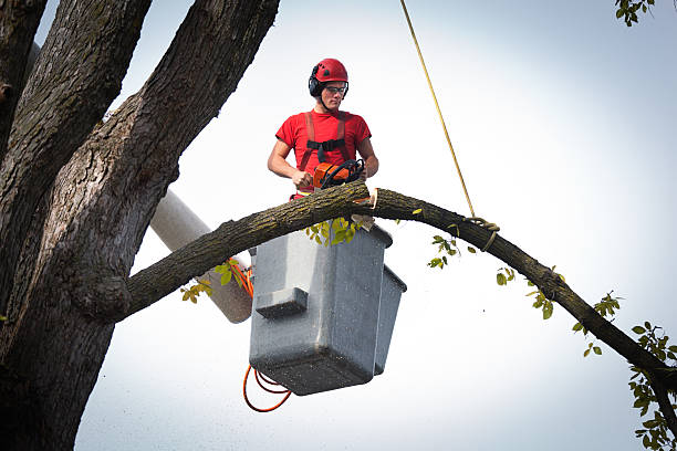 Trusted Blacksburg, VA Tree Services Experts