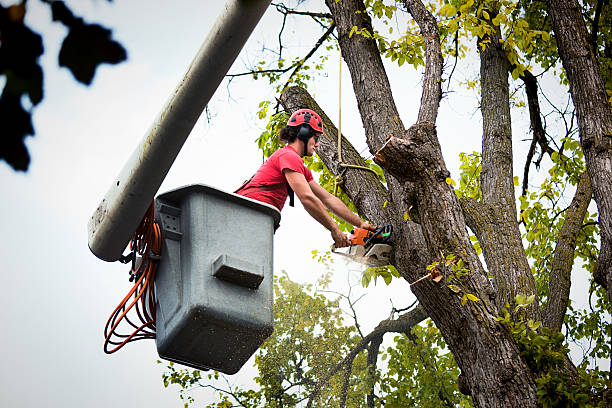 Best Tree Health Inspection  in Blacksburg, VA