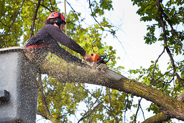 Best Lot and Land Clearing  in Blacksburg, VA